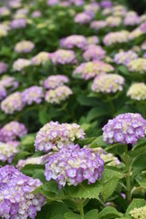 Obraz premium 紫陽花