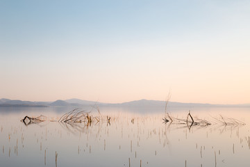 Skeletal trees and branches in perfectly still  water at sunset, with warm and soft tones