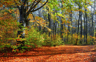 Beautiful sunny forest landscape with a tree and shadows on the lawn on an autumn day.