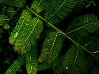 High angle view of green leaves