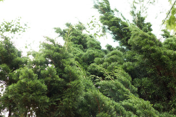 Green leaves frame