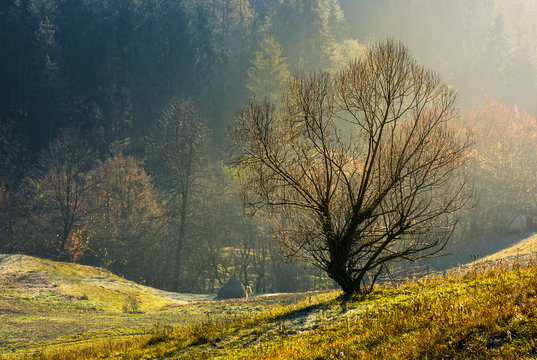 lonely naked tree on hillside. lovely autumn scenery on hazy morning