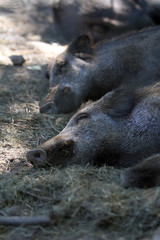 boars family