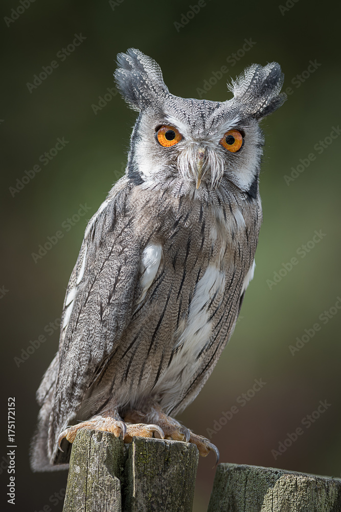 Poster A full length upright portrait of a scops owl perched on a post and staring forward