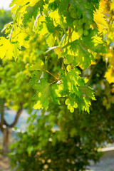 grape bunche and leaves in sun light, fruit ripening