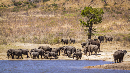 African bush elephant in Kruger National park, South Africa
