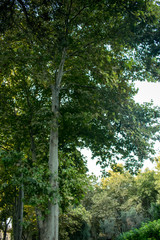 park trees