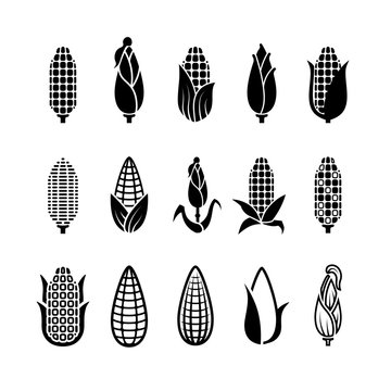 Fresh corn harvest vector icons set