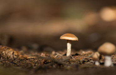 Pilz (Schwammerl) zur individuellen Verwendung