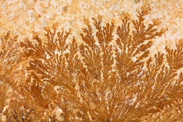 Fototapeta premium Dendrites