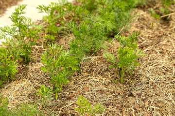 Young carrots grow on the bed. Mulch from dry grass is laid around plants in organic farming.