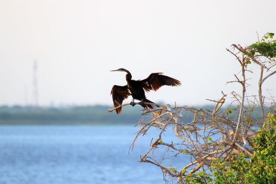Kormorane 4