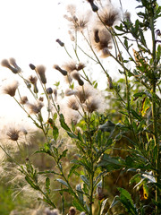 Kwiatostan ostu polnego w świetle zachodzącego śłońca © JDziedzic