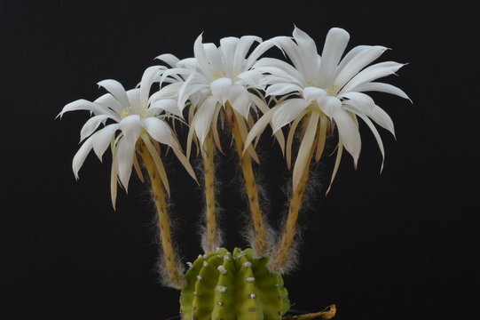 Flores De Cactus