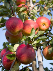 Jesienne owoce jabłkaKwiatostan ostu polnego w świetle zachodzącego śłońca © JDziedzic