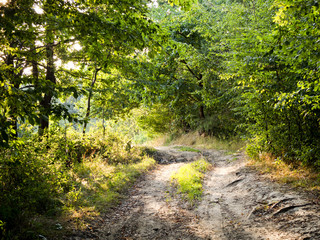 Obraz premium Polny krajobraz późnego lata
