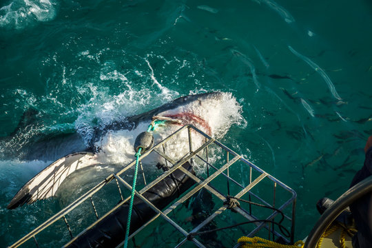 Shark Cage Diving