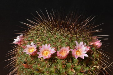 Mammillaria guinsa naru mit Blüten