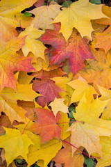 Naklejka na ściany i meble Background of multi-colored fallen maple leaves. Autumn, outdoor.