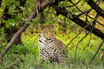 Fototapeta na wymiar Leopard, Kruger Nationalpark
