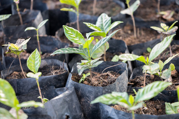 coffee plant tree growing