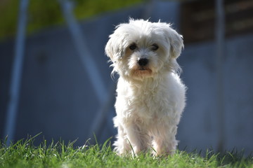 cane maltese