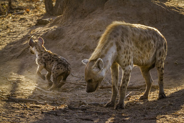 Spotted hyaena in Kruger National park, South Africa