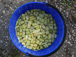 fresh red rhubarb from the vegetable garden