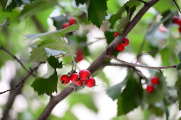 Tree with green leaves and red berries. Nature background