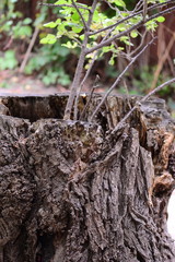Tree stump. Wood bark background. Tree bark texture. Nature