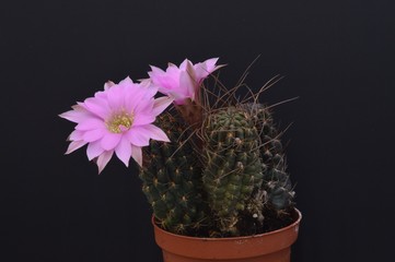 Kaktus mit Blüten
