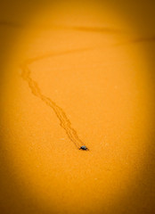 A beetle leaving footprints in the desert