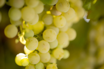 Ripe juicy green grapes in the garden