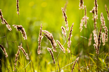 ears of grass on autumn in nature