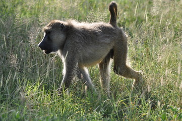 The African animals. Kenya