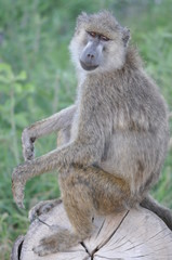 The African animals. Kenya