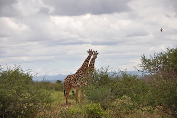 The African animals. Kenya