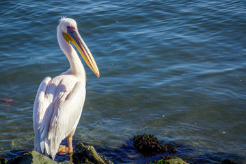 Pelican on the Skeleton coast