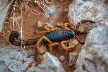A Scorpion in the Namibian desert
