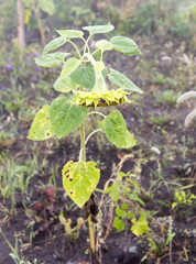 sunflower in the garden in the fog in the morning