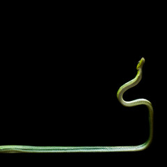 Obraz premium grüne schlange schlängelt im 90 Grad Winkel nach oben vor schwarzem Hintergrund