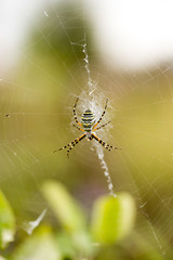 spider on the web in the open air