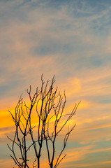 Fototapeta premium Silhouette of dead tree and dry branch with beautiful sky and yellow sky in evening