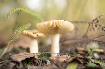fresh edible mushroom in a forest in the nature