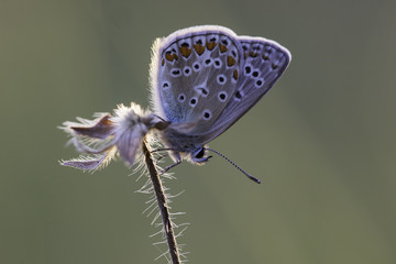 Hauhechelbl&auml;uling im abendlichen Gegenlicht