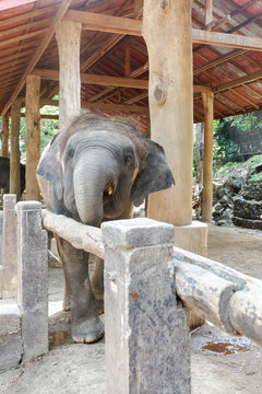 Asia baby elephant, Thailand