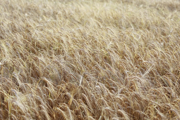 yellow ripe barley ears in the field autumn background