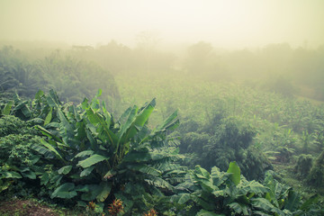 banana trees plantation in morning mist and sunlight