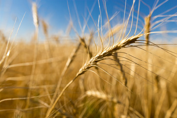 Yellow ears of wheat against the blue sky