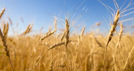 Gelbe Ähren gegen den blauen Himmel © schankz